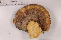 Fomitopsis schrenkii image