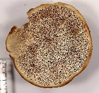 Fomitopsis schrenkii image