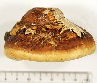 Fomitopsis schrenkii image
