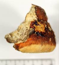 Fomitopsis schrenkii image