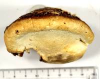 Fomitopsis schrenkii image