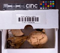 Tylopilus intermedius image