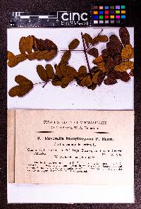 Ravenelia humphreyana image