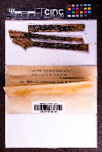 Balansia trinitensis image