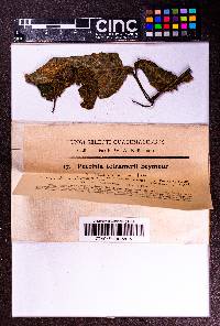 Puccinia tetramerii image