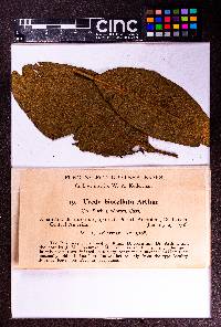 Uredo biocellata image