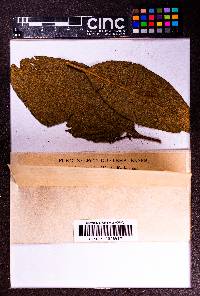 Uredo biocellata image