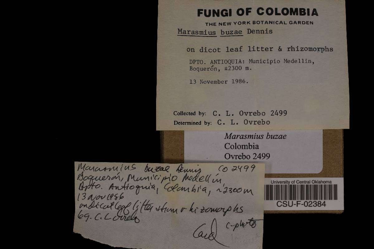 Marasmius buzae image
