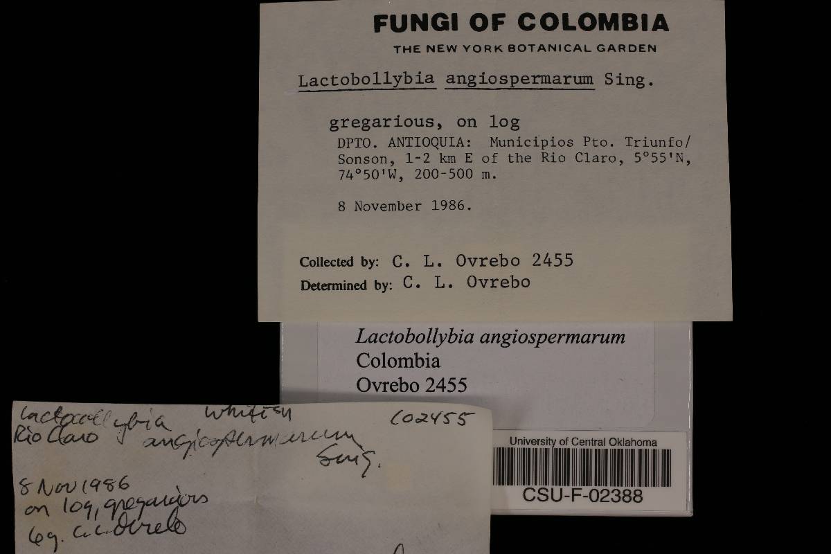 Lactocollybia epia image