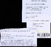 Xanthoconium affine image