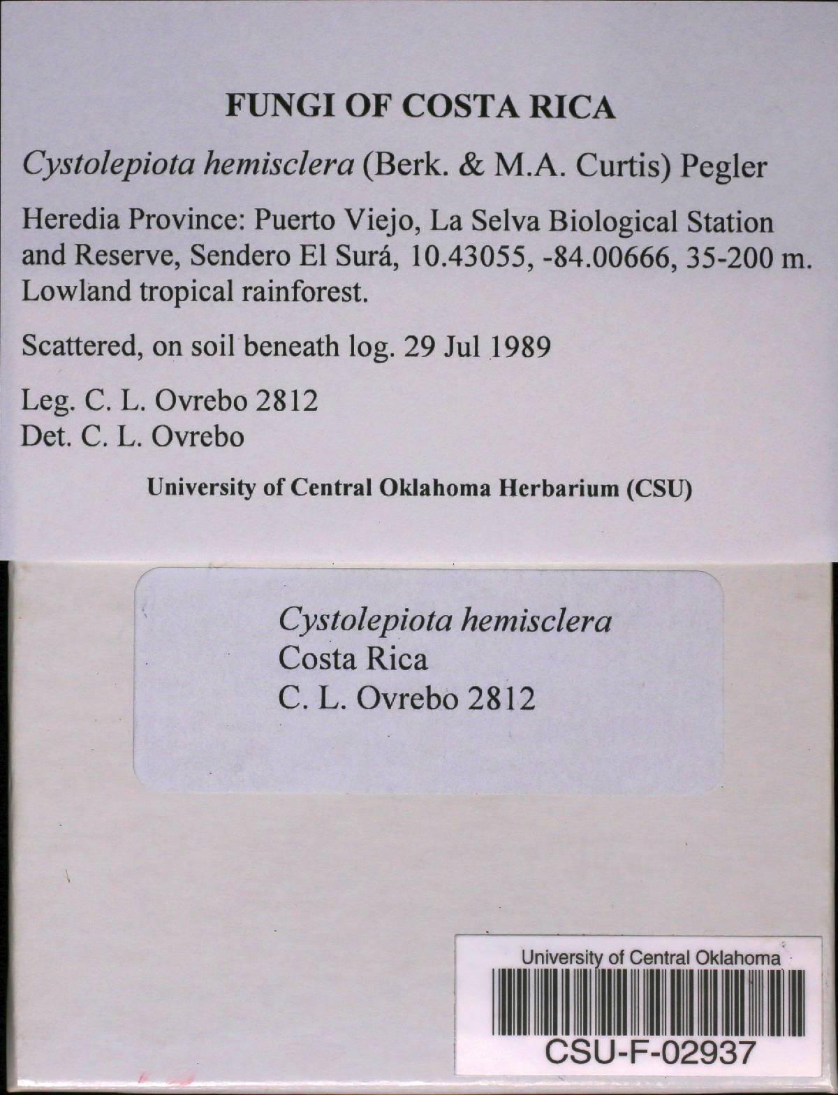 Cystolepiota hemisclera image