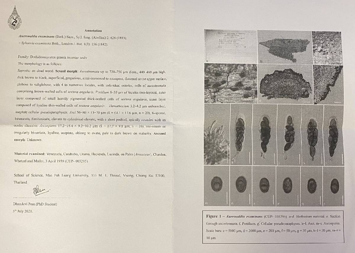 Bagnisiella examinans image