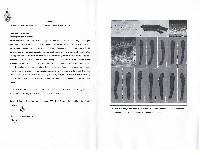 Exosporium tiliae image