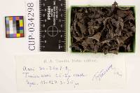 Mycosphaerella physostegiae image