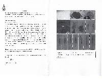 Cercosporidium bougainvilleae image