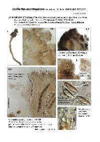 Cordierites acanthophora image