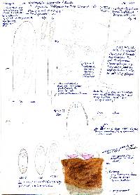 Ombrophila limosella image