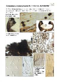 Image of Cenangiopsis oxyparaphysata