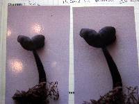 Helvella crispa image