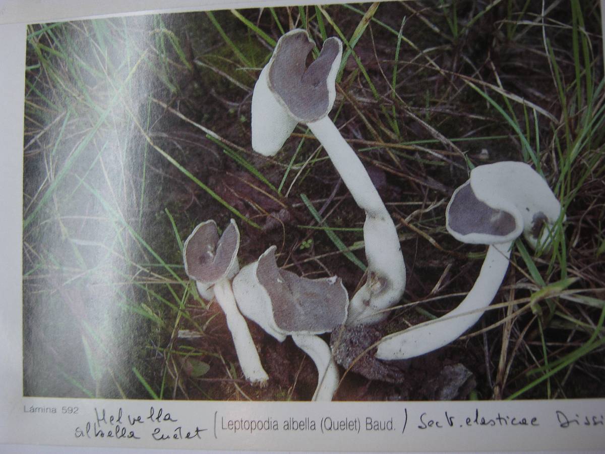 Helvella albella image