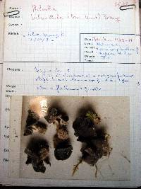 Helvella helvellula image