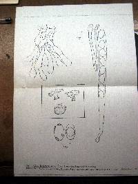 Helvella helvellula image