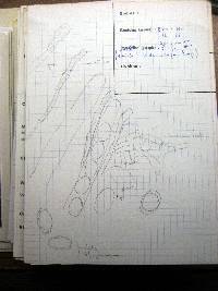Helvella helvellula image