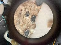 Mellitiosporiella pulchella image