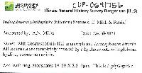 Iodosphaeria phyllophila image