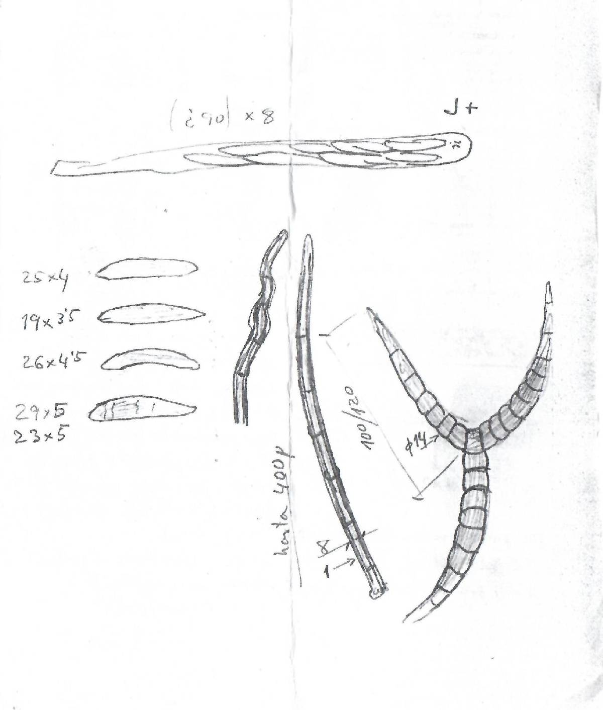 Iodosphaeria phyllophila image