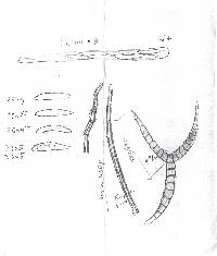 Iodosphaeria phyllophila image