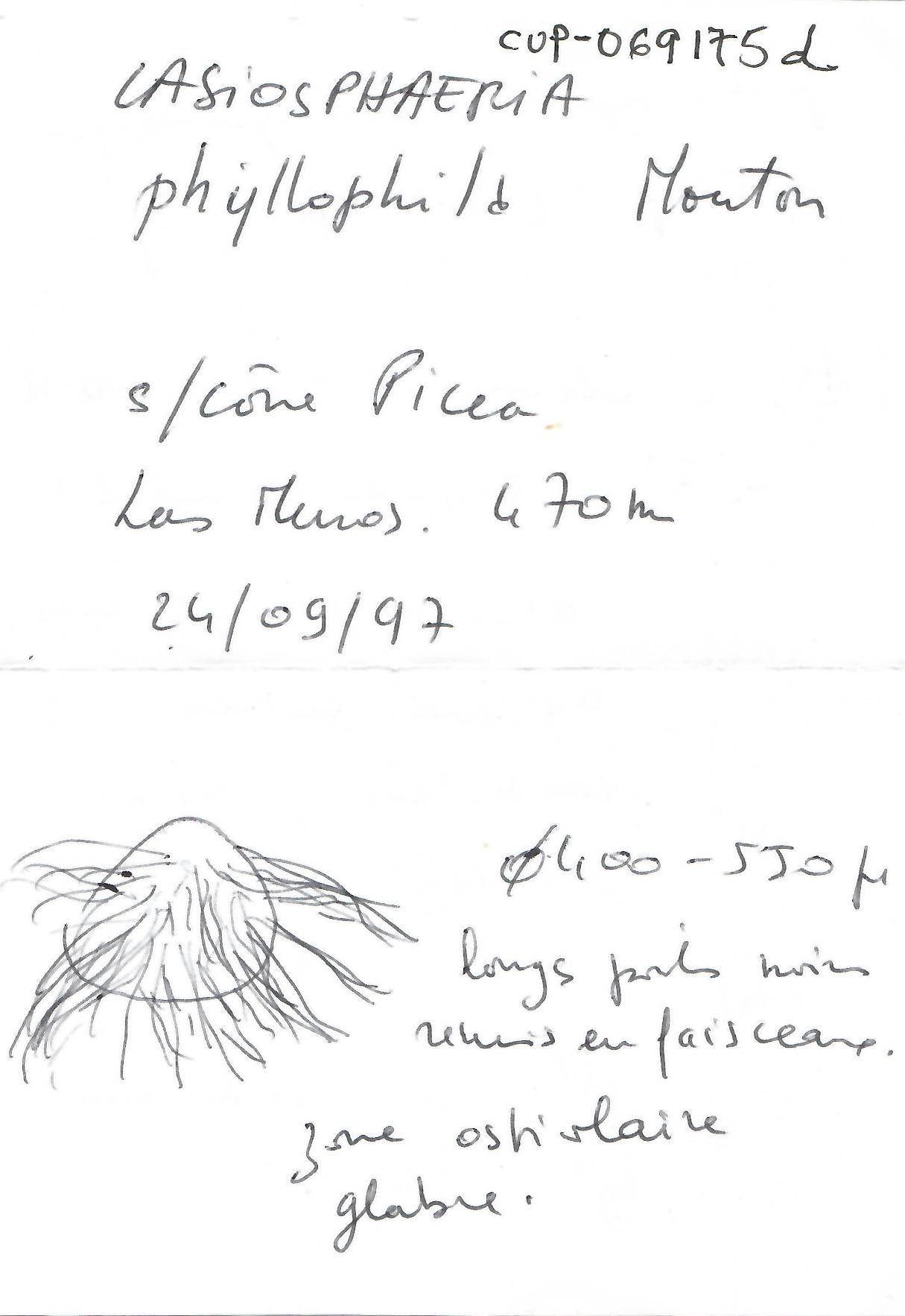 Iodosphaeria phyllophila image