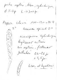 Iodosphaeria phyllophila image