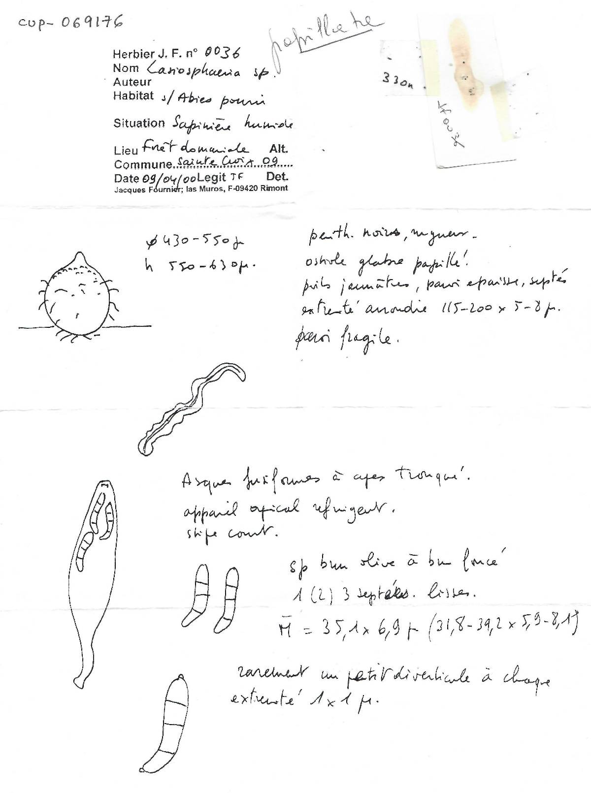 Lasiosphaeris hispida image
