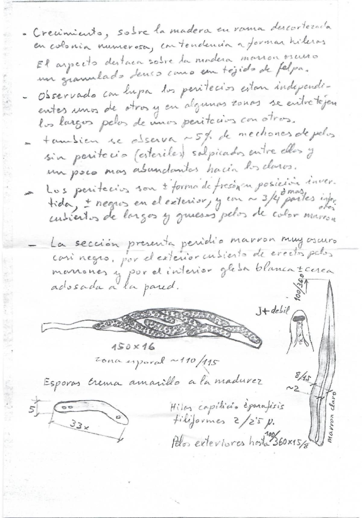 Echinosphaeria canescens image
