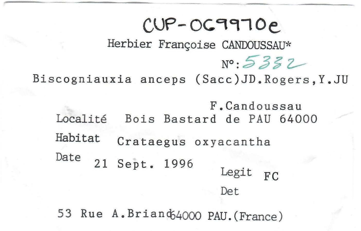 Biscogniauxia anceps image