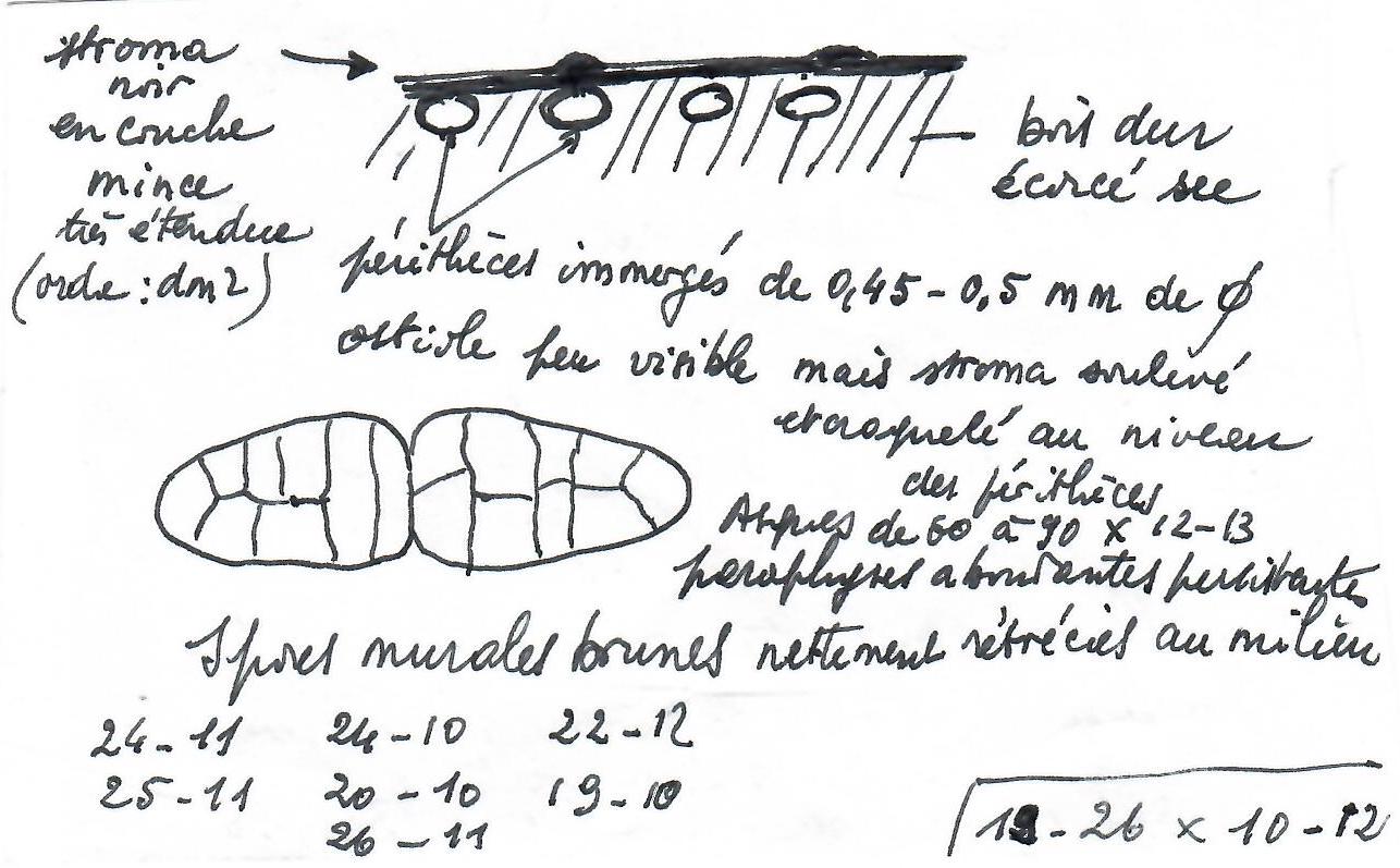 Cucurbitaria obducens image