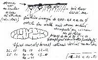 Cucurbitaria obducens image