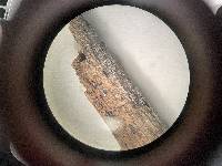 Mellitiosporiella pulchella image