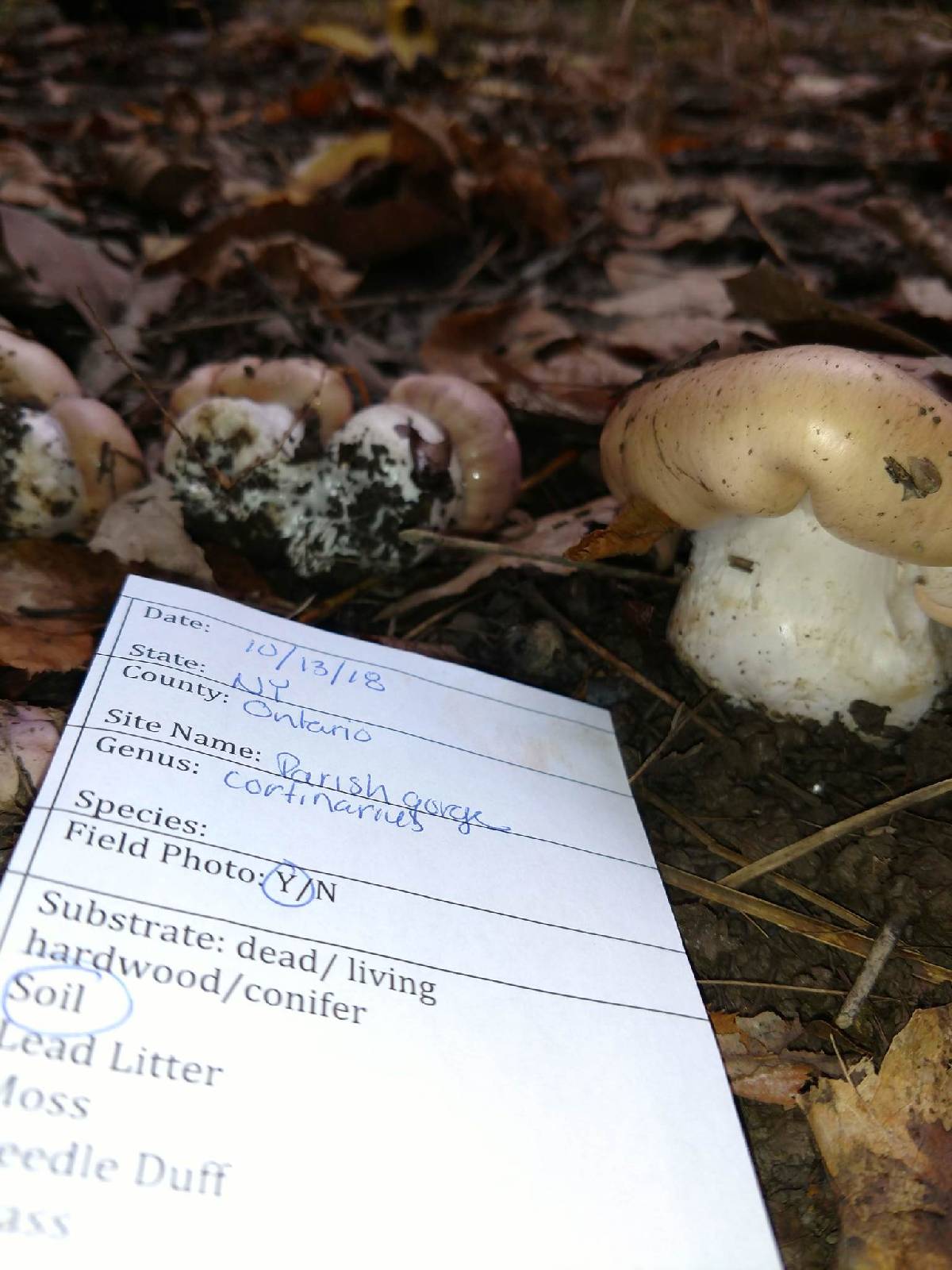 Cortinarius albidus image