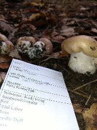 Cortinarius albidus image