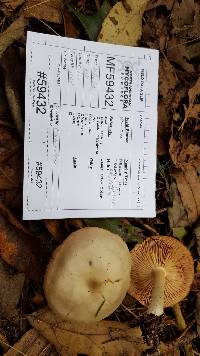 Entoloma griseum image