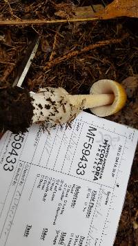 Amanita sinicoflava image