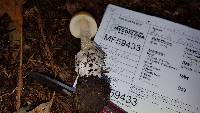 Amanita sinicoflava image