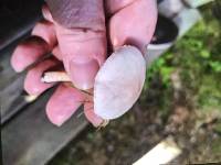 Lepiota subincarnata image