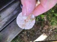 Lepiota subincarnata image