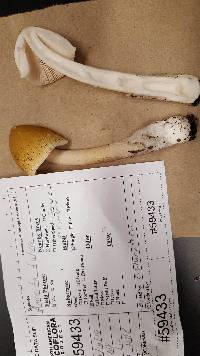 Amanita sinicoflava image