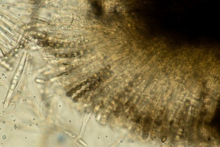 Bulgariella pulla image