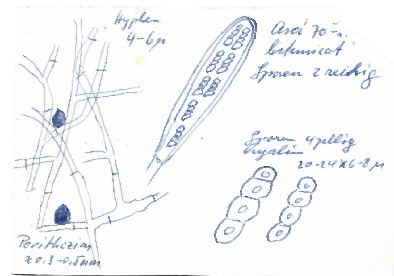 Herpotrichia nigra image