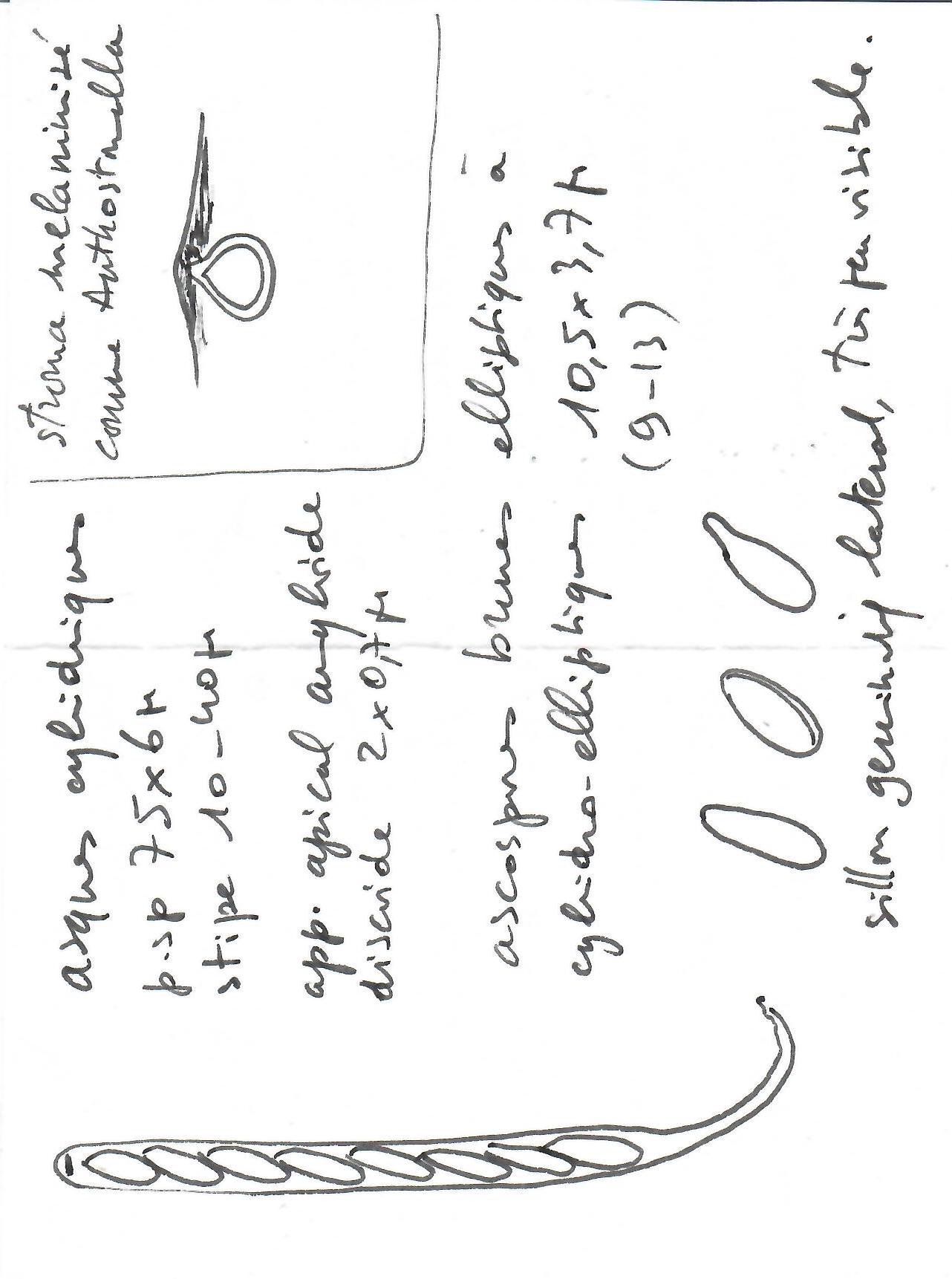 Lopadostoma image